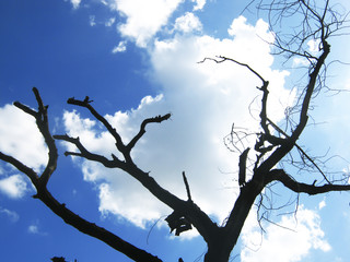 death tree
