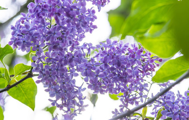 Fliederblüten (Lamiales, Syringa-vulgaris-Hybride) im Gegenlicht, Niedersachsen, Deutschland