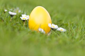 Gelbes Osterei zwischen Gänseblümchen