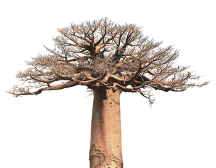 Foto op Aluminium Geïsoleerde Baobab © Sapsiwai