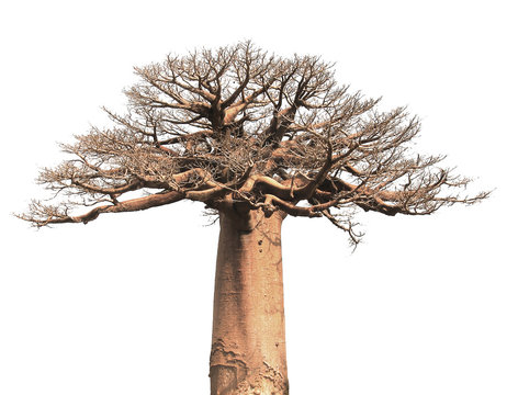 Isolated Baobab