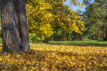 Felt Autumn Leaves Under Tree