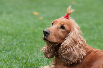 Cocker Spaniel with a funny haircut, horizontal view