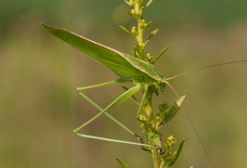 Summer Katydid