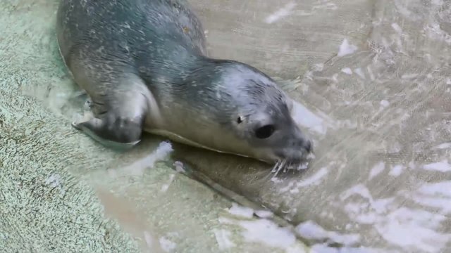 Newborn harbour seal (Phoca vitulina) baby and her mother