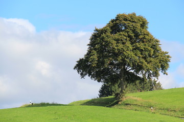 Landschaft in Herscheid