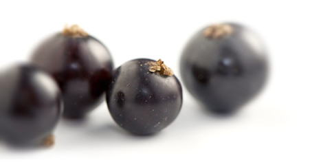 Black Currants on White Background