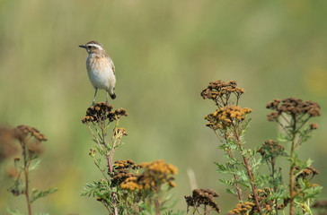Braunkehlchen (Saxicola rubetra)
