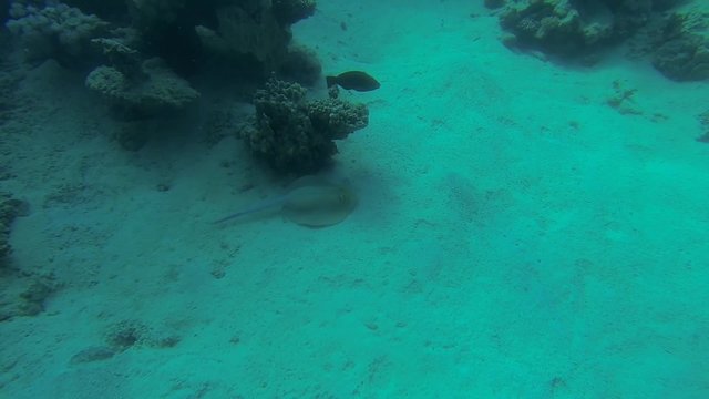 blaupunktrochen liegt am meeresgrund und fluechtet

