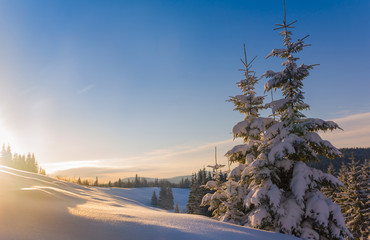 View of snow-covered conifer trees and snowflakes at sunrise. Merry Christmas's or New Year's background.