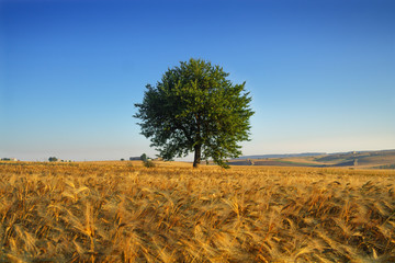 SUMMER LANDSCAPE.Between Puglia and Basilicata: lonely tree in a wheat field at dawn. (ITALY)