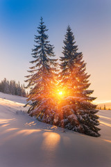 View of snow-covered conifer trees and snowflakes at sunrise. Merry Christmas's or New Year's background.