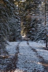 Waldweg im Winter mit Schnee