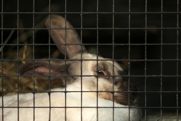 Le lapin d'&eacute;levage