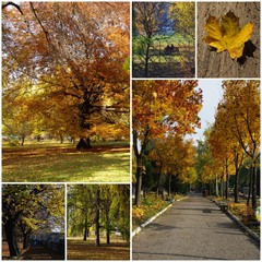 Autumn - a collage of photos