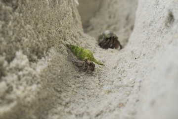 green Hermit crab