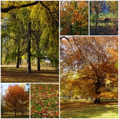 Autumn - a collage of photos