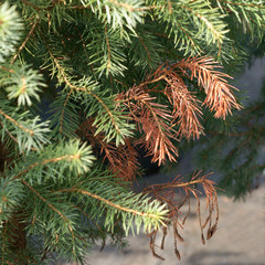 Dieback of shoots spruce