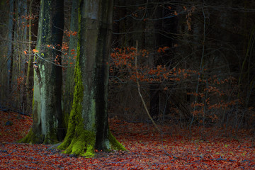 Baśniowy Jesienny Bukowy Las