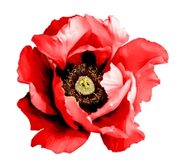 Poster de jardin Coquelicots Macro de fleur de pavot rouge chrome foncé surréaliste isolated on white