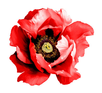 Fototapeta Surreal dark chrome red poppy flower macro isolated on white