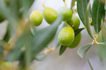 olive tree