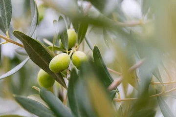 Foto op Plexiglas Olijfboom olijfboom