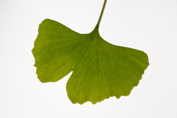 Ginkgoblatt