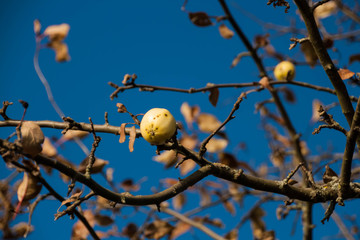 Autumn apple-tree on blue sky