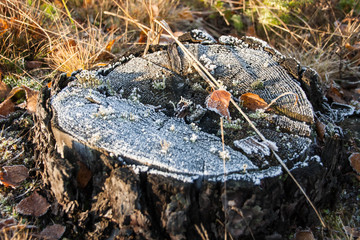 Lactarius mushrooms in the autumn forest
