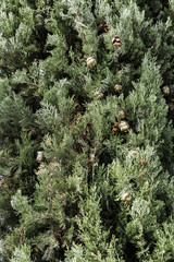 Mediterranean Cypress cones and branches