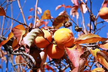Ripe persimmons in the tree