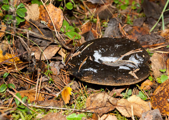 Lactarius mushrooms in the autumn forest