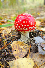 Amanita in the forest