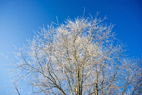 The snowy crowns of trees against the sky