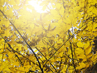 Yellow leaves 