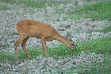 Roe deer