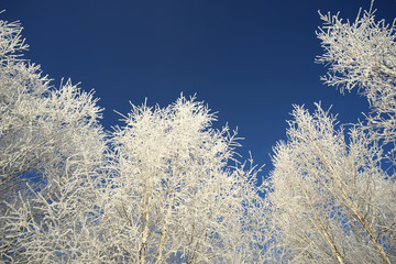 White crowns of birches against the blue sky