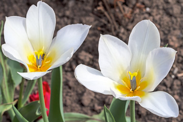 Two white tulips on the flowerbed