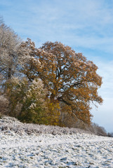 Winter scene Saint Fagans