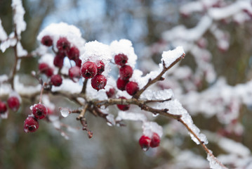Winter scene Saint Fagans