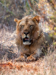 Lion in Tsavo East National Park, Kenya