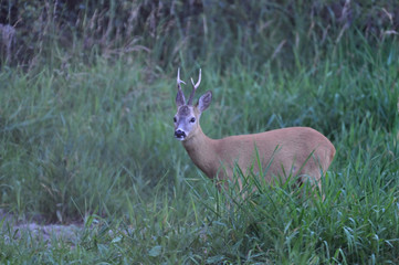 roe deer