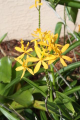 a blooming orange orchid