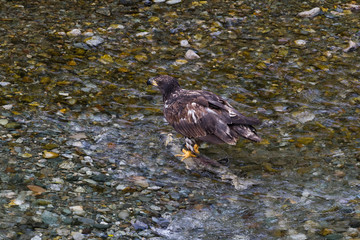 Bald eagle catching salmon