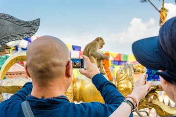 Person taking photos of monkeys with self phone.