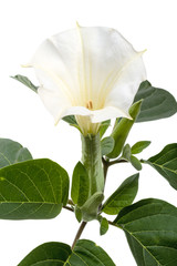Obraz premium White fragrant flowers