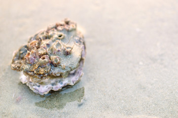 Closeup of oyster shells on wet sand of a tropical sea beach, selective focus. India.