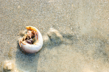 Hermit Crab in a screw shell on wet sand of a tropical sea beach, selective focus. India.
