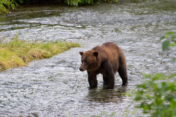 Obraz na płótnie Canvas grizzly bear